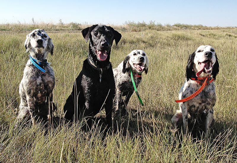 3 setters and a lab
