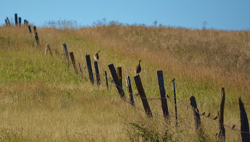 Upland Bird Landscape - Photo by Craig Armstrong