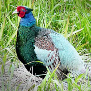 pheasant ultimateupland