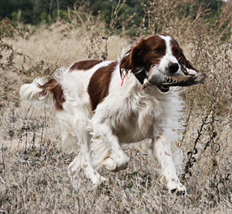 Irish Red and White Setter - Ultimate Upland Bird Dogs ...