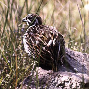 New Mexico Bird Hunting, Desert Quail and Grouse | Ultimate Upland