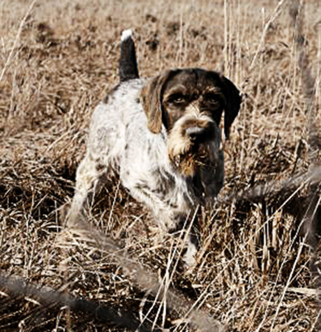 German Wirehaired