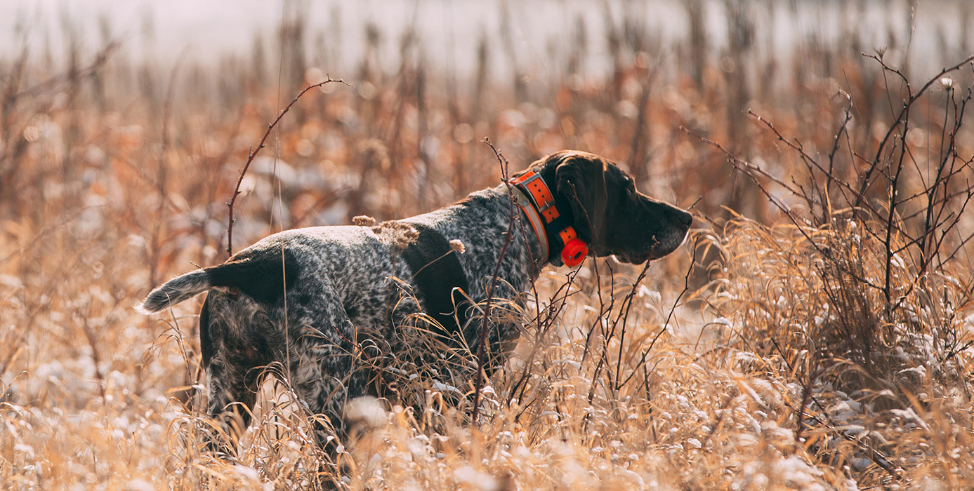 Gsp Ultimate Upland Bird Dogs Pheasant Quail And Grouse Hunting