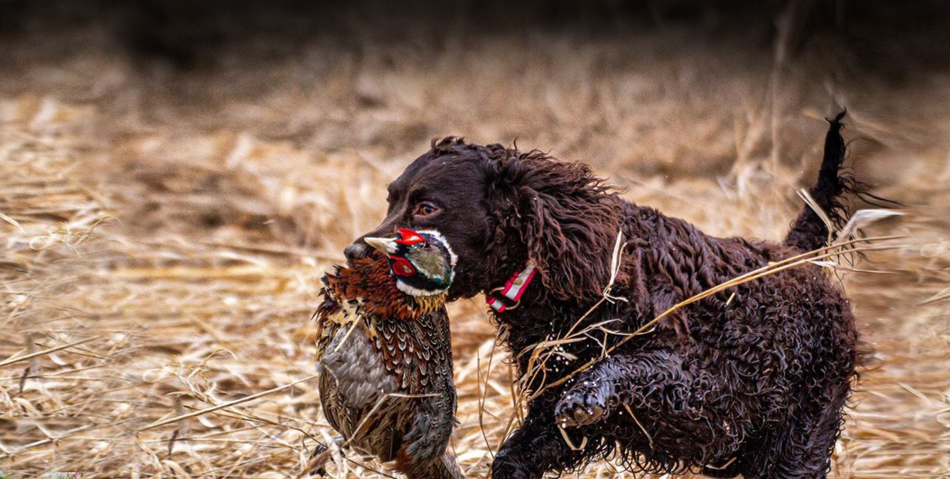 American Water Spaniel - Ultimate Upland Bird Dogs ...