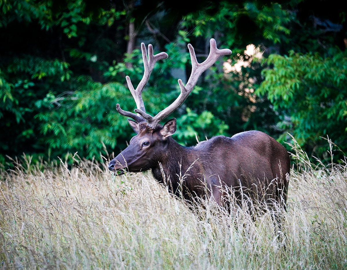 Eastern Bull Elk in Velvet