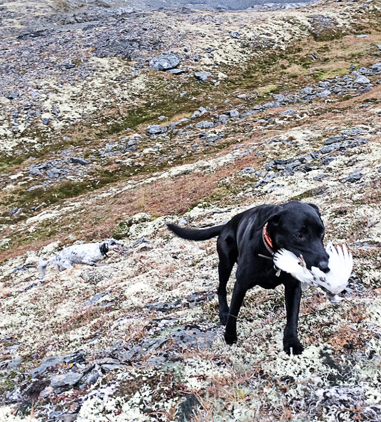 Lab with Ptarmigan
