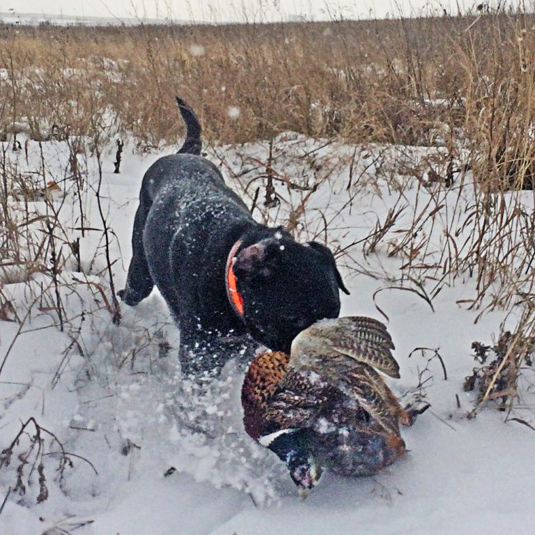 Hunting the Polar Vortex