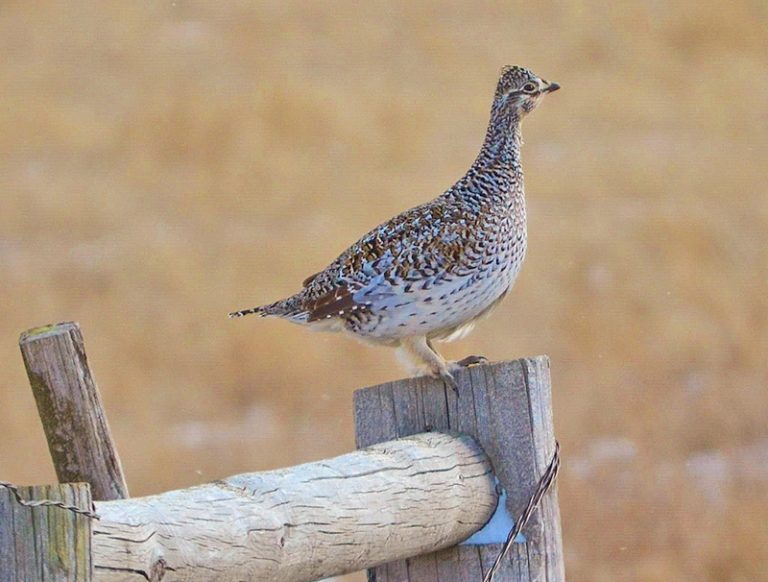 Prairie Grouse