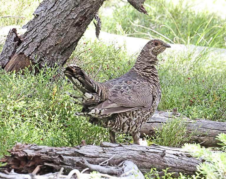 Upland Stamp Gains Momentum