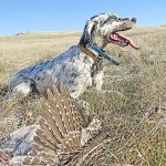 Rio with Sharptail