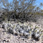 New Mexico Cactus