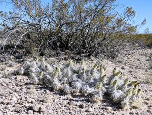 New Mexico Cactus