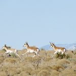 New Mexico Antelope