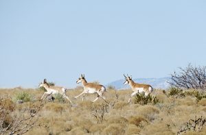 New Mexico Antelope