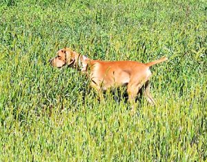 Portuguese Pointer