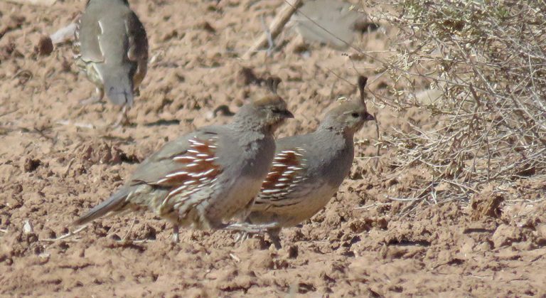 Upland Bird Conservation Quail