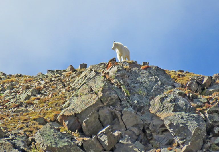 Mountain Goat