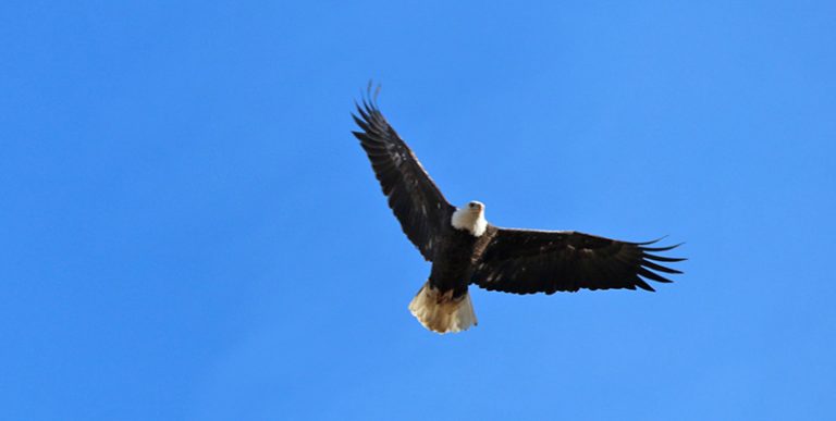 Bald Eagle