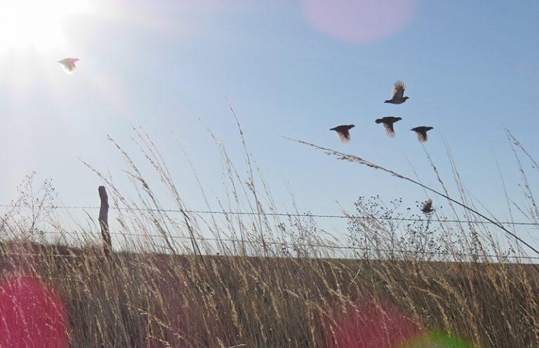 Wild Quail