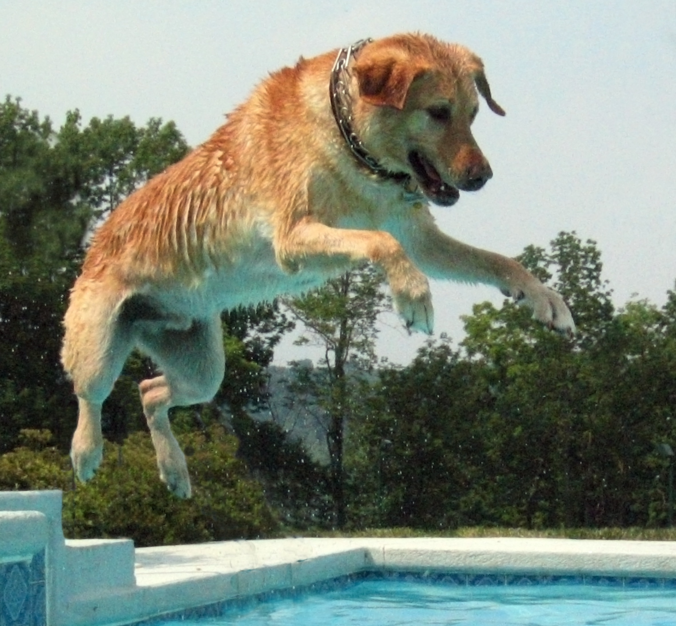 Yellow Lab in Pool