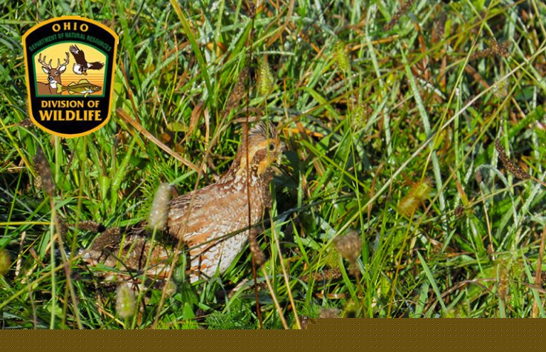 Ohio Division of Wildlife