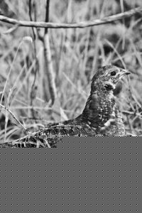 Blue Grouse
