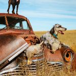 Old chevy and a couple dogs