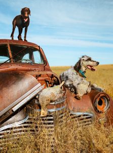 Old chevy and a couple dogs
