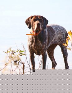 Charlie the Shorthair