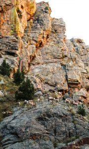 Colorado Big Horn Sheep