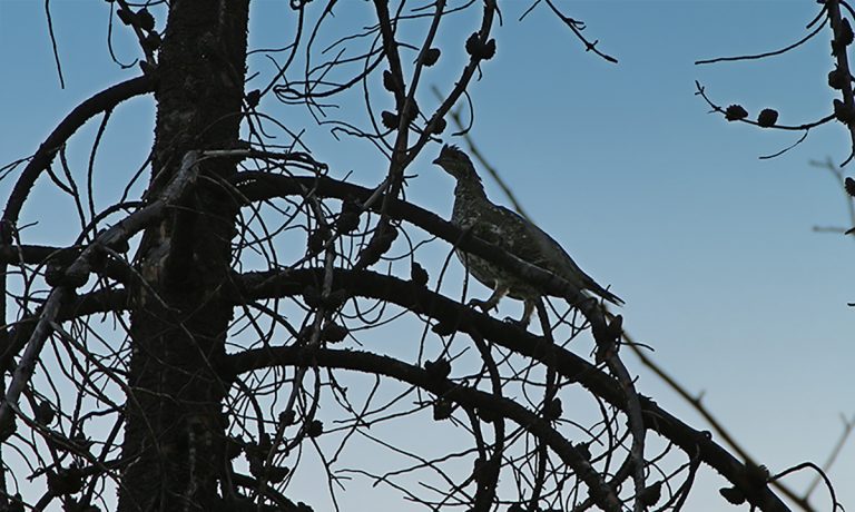 Blue Grouse in Tree