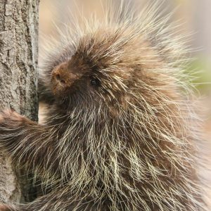 Porcupine in tree