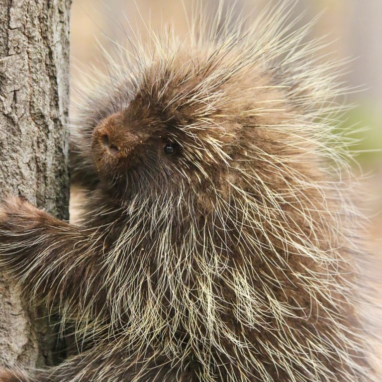 Porcupine in tree