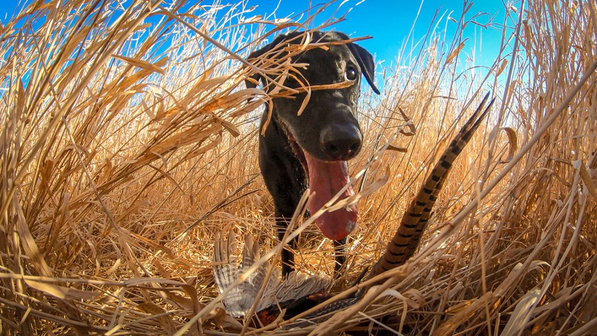 Lab with Pheasant