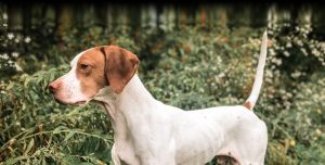 English Pointer