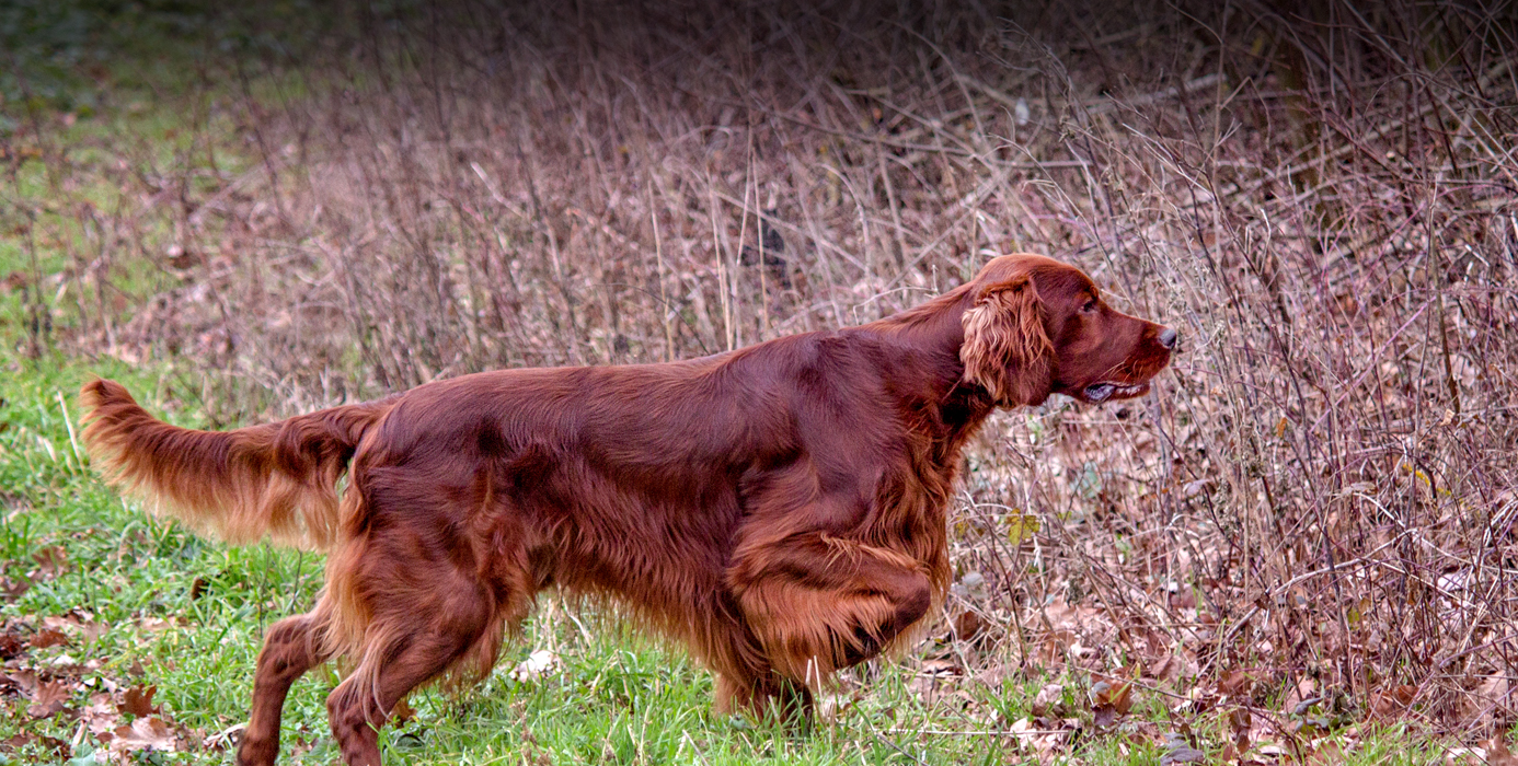 irishsetter - Ultimate Upland