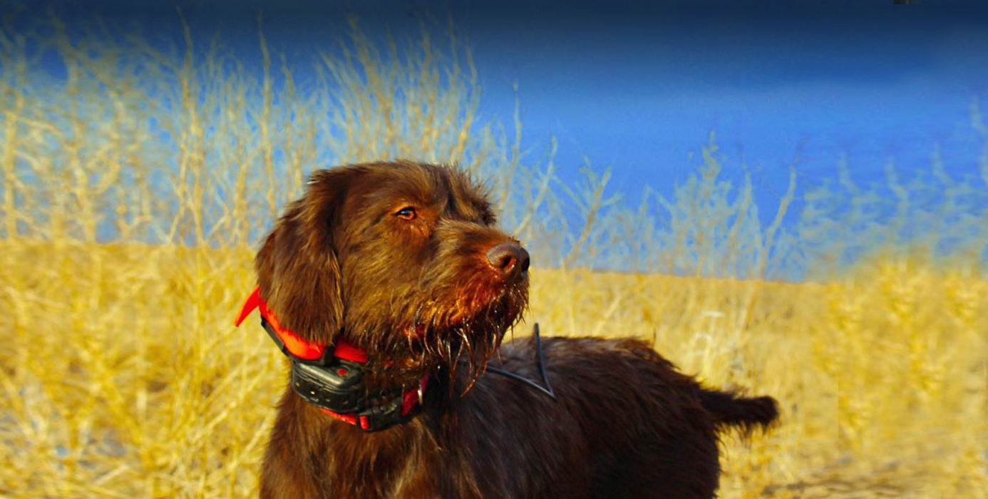 Pudelpointer Puppies For Sale Texas