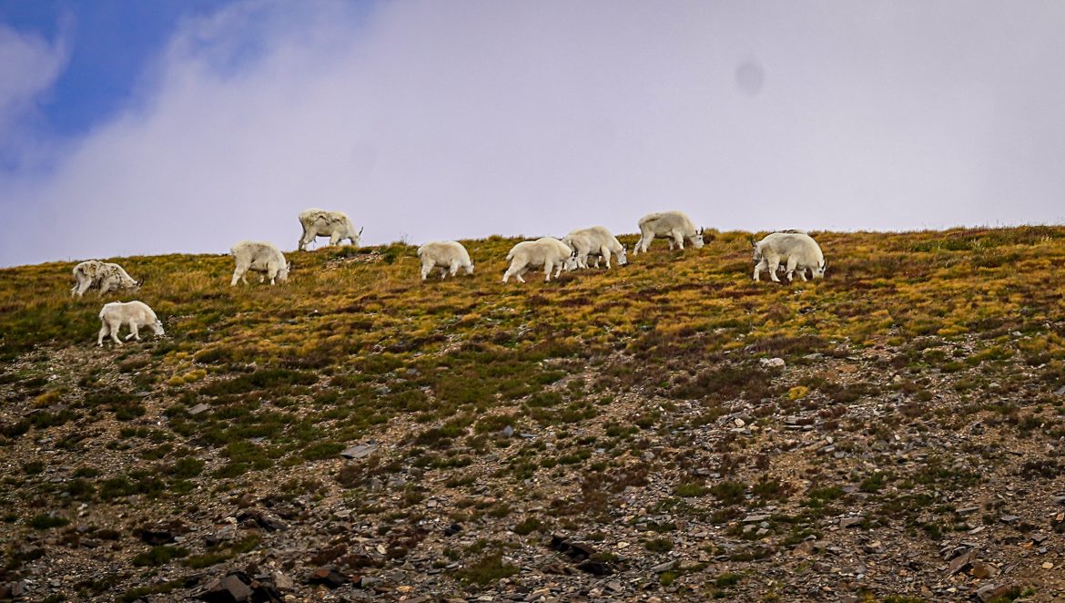 Colorado Mountain Goats