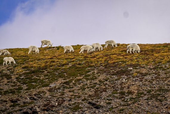 Colorado Mountain Goats