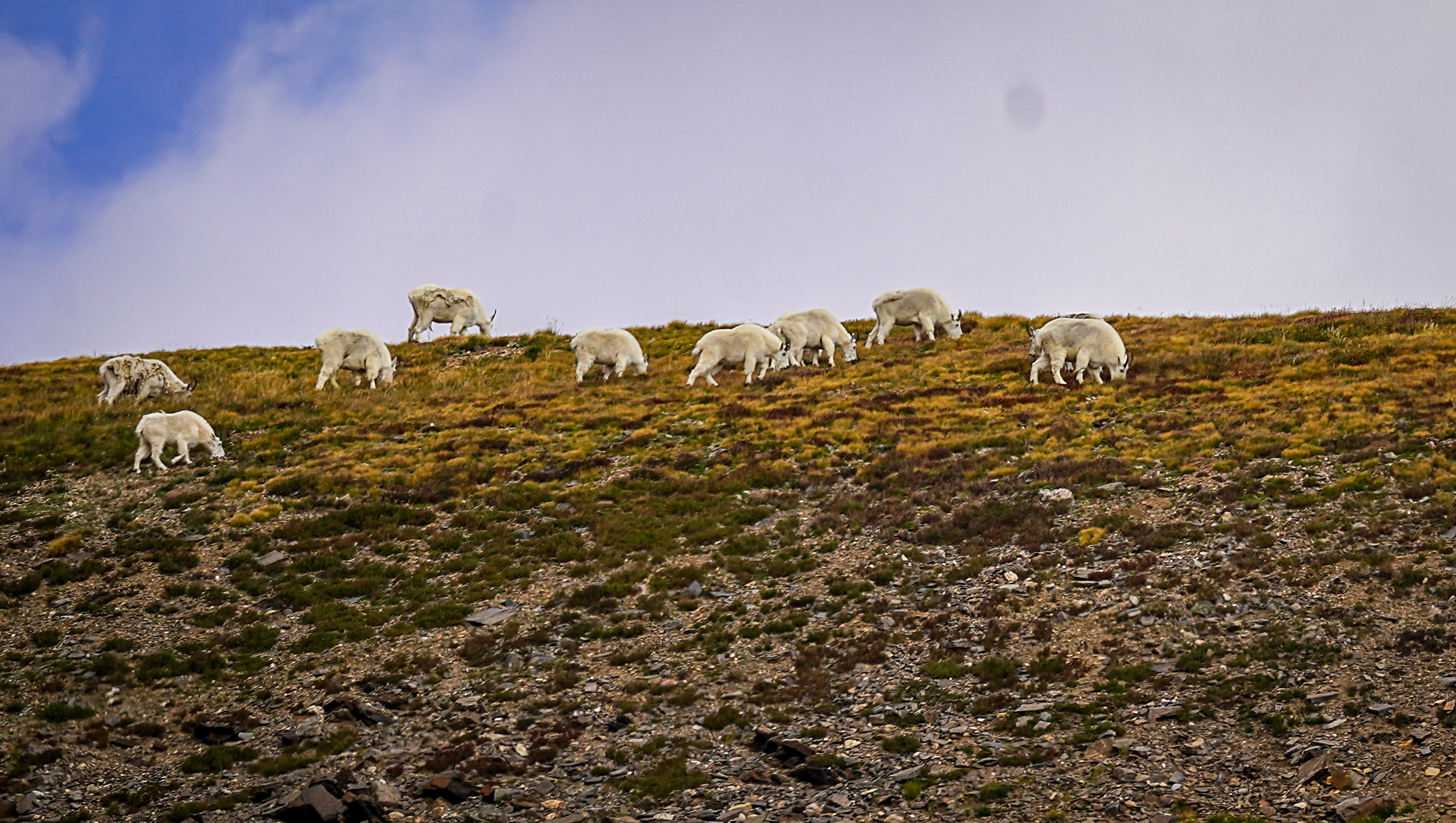 Colorado Mountain Goats