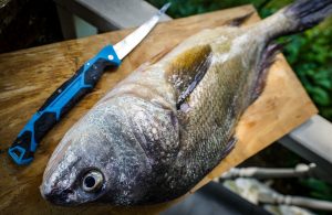 Lake Erie Lobster Sheepshead