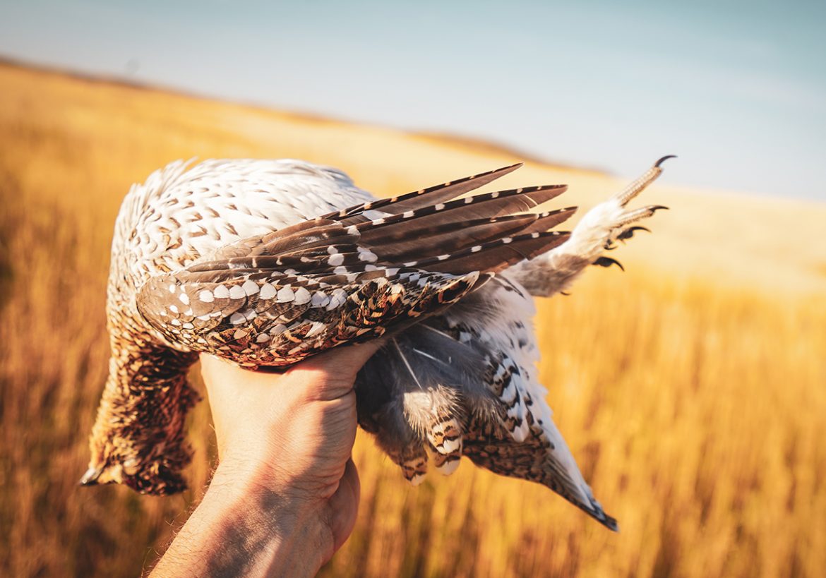 Bird in Hand