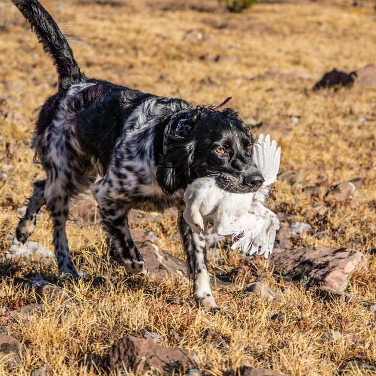 Setter retrieve