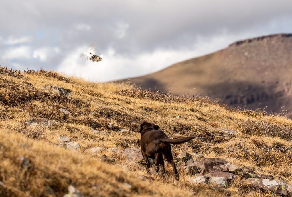 Lab flushing ptarmigan