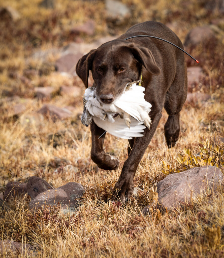 Lab with Ptarmigan