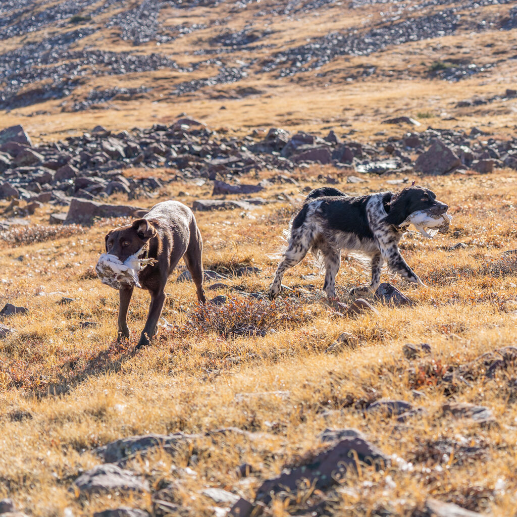 Dogs retrieve ptarmigan